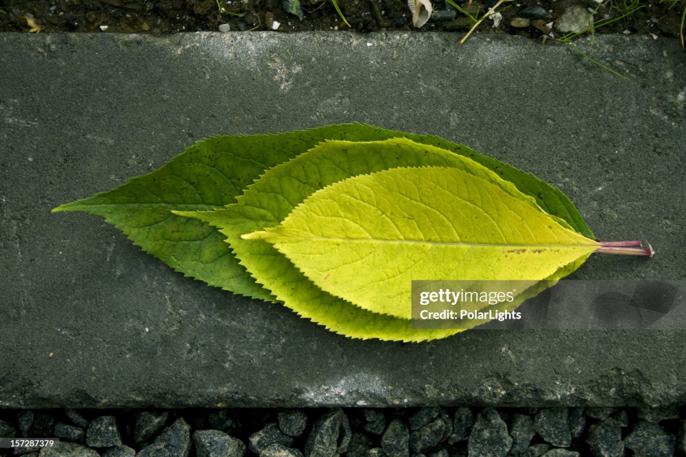 Three Layers as Leafs